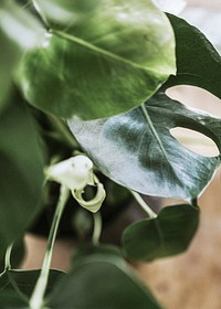 Room decoration with green leaves