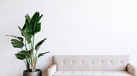 Modern beige fabric couch and plant in living room