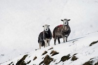 Herdwick sheep at the snowy Lake District in Scotland