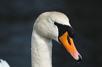 Closeup of Scottish swan in a lake