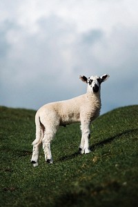 Herdwick lamb at the Lake District in Scotland