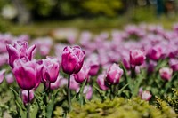 Beautiful blooming pink tulip field