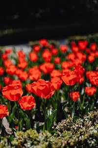Vibrant blooming red tulip field