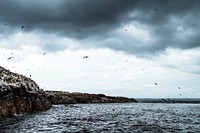 Flock of seabirds flying over the Farne Islands in Northumberland, England