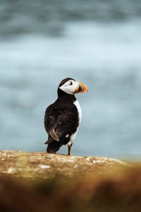 Closeup of a puffin on a rocky shore of the Farne Islands in Northumberland, England
