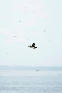 Flying puffin over the Farne Islands in Northumberland, England