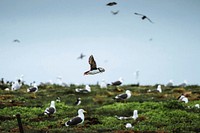 Flock of seabirds on the Farne Islands in Northumberland, England