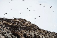 Flock of guillemots on the Farne Islands in Northumberland, England