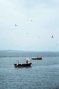 Seabirds flying over fishing boats in the sea