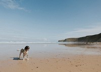 Wet dog enjoying the beach