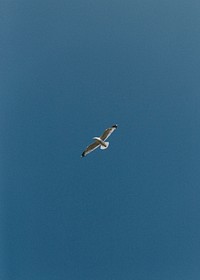 Bird flying under the blue sky mobile phone wallpaper