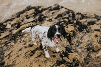 Wet dog on a sandy beach