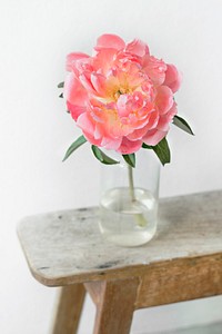 Pink peony in a vase by the wall