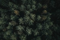Aerial view of a greenery forest