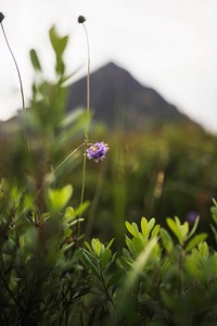 Wildflower at Buachaille Etive Mor,  Scotland