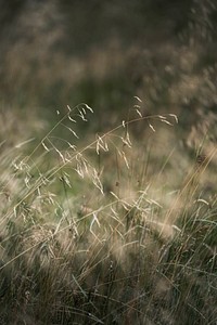 Closeup of dry grass background