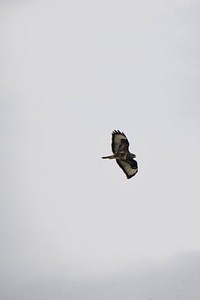 Buzzard flying in a cloudy sky background