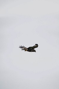 Buzzard flying in a cloudy sky background