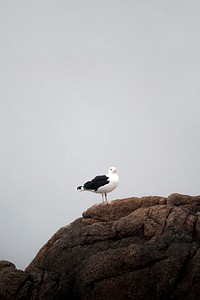 Seagull on the rocky shore
