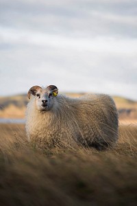 Northern European short-tailed sheep in Iceland