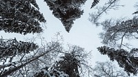 Nature desktop wallpaper background, scenic pine forest covered with snow at Oulanka National Park, Finland