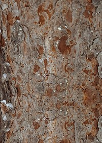 Pine tree bark textured background