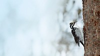 Three-toed Woodpecker bird on a tree in Oulanka National Park, Finland