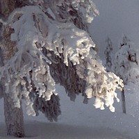 Close up of snowy trees in Riisitunturi National Park, Finland