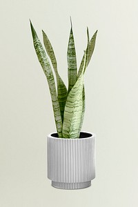 Snake plant in a gray plant pot mockup