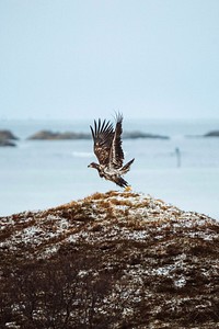 White tailed eagle in flight in Lofoten island, Norway