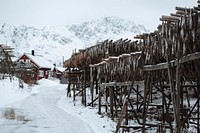 Cod fish drying on a scaffold in Lofoten, Norway