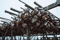 Cod fish drying on a scaffold in Lofoten, Norway 