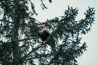 Wild eagle perched on a tree