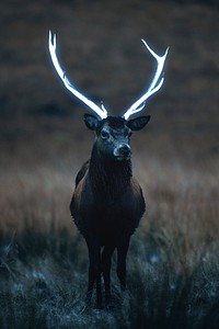 Wild deer with beautiful large antlers 