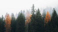 Nature desktop wallpaper background, autumn in a foggy Dolomites valley, Italy