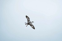 Seagull bird flying in the cloudy sky 