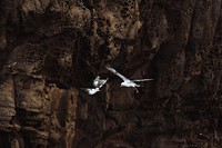 Seagull flying over the cliffs at Faroe Island