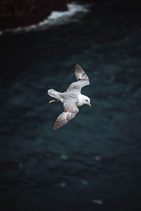 Seagull bird flying over the Atlantic ocean