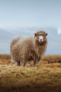 Faroe sheep at the Faroe Islands, part of the Kingdom of Denmark