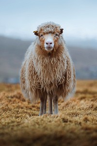 Faroe sheep at the Faroe Islands