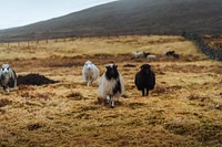 Herd of Faroe sheep at the Faroe Islands