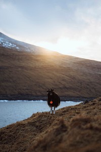 Faroe sheep at the Faroe Islands, part of the Kingdom of Denmark