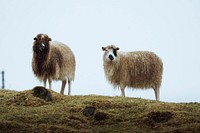 Herd of Faroe sheep at the Faroe Islands, part of the Kingdom of Denmark