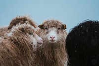 Herd of Faroe sheep at the Faroe Islands, part of the Kingdom of Denmark