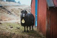 Faroe sheep at the Faroe Islands, part of the Kingdom of Denmark