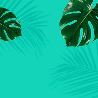 Fresh green Monstera leaves background