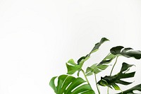 Green monstera leaves by a white wall