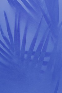 Palm leaves shadow on blue background