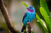 Spangled cotinga blue bird image, free public domain CC0 photo.