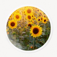 Sunflower field in circle frame, Spring image